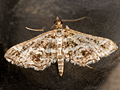 Diasemiopsis ramburialis